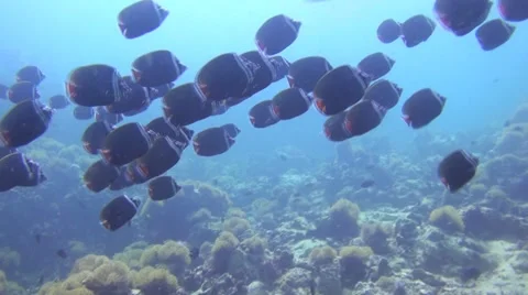 Shoal of Butterfly Fish Stock Footage 22307902
