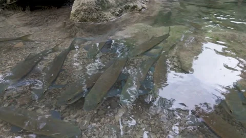 Shoal Of Carp In Shallow Pebble Riverbed Kanchanaburi 스톡 동영상 339078057