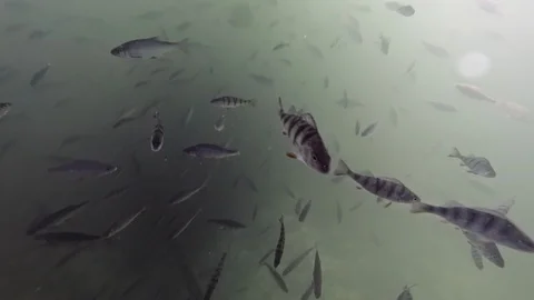 Shoal of common perch and roach at the Bay of Finland Video stock 94835326