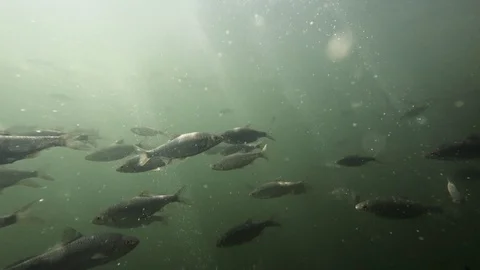 Shoal of Common roach and plankton Video stock 94833655