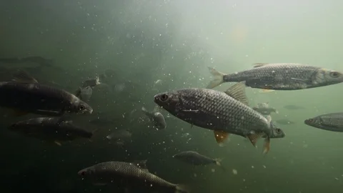 Shoal of common roach swimming at the Baltic sea Video stock 94833161