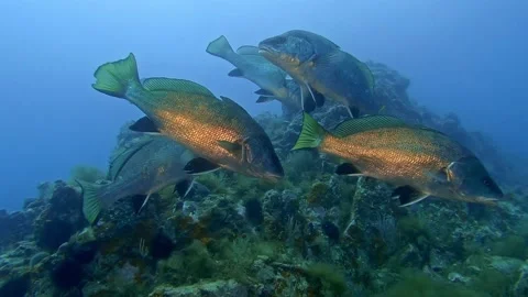 Shoal of Corbs 스톡 동영상 205482200