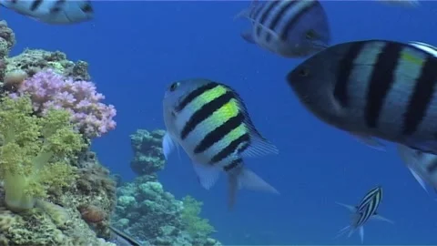 Shoal Of Damselfish, Close Up Stock Footage 300815167