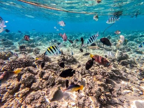 Shoal of differend kinds of the fish -  sailfin tang, Longnose Parrotfish, .. Stock Photos