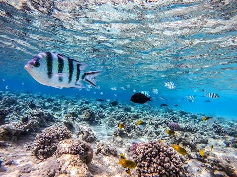 Shoal of differend kinds of the fish -  sailfin tang, Longnose Parrotfish, .. 스톡 사진