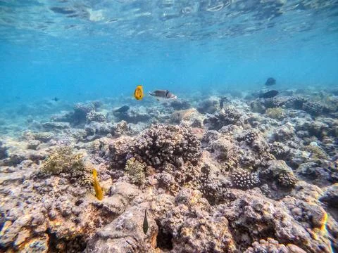 Shoal of differend kinds of the fish -  sailfin tang, Longnose Parrotfish, .. Foto stock
