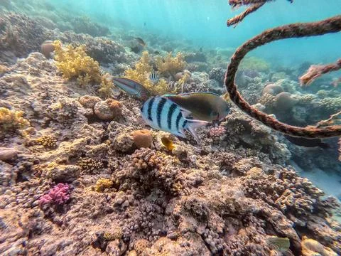 Shoal of differend kinds of the fish -  sailfin tang, Longnose Parrotfish, .. Stock Photos