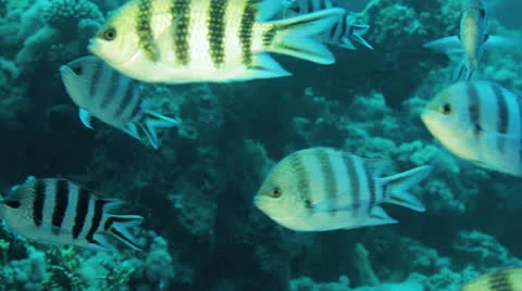 Shoal of ergeant major Vídeos de archivo 22726685