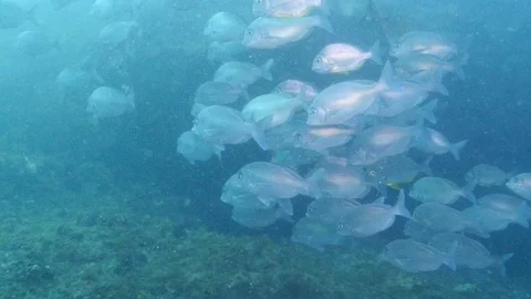 Shoal of fish in the Agulhas Current Stock Footage 94944682
