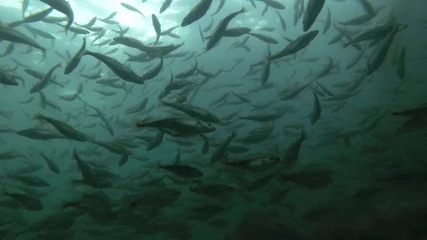 Shoal of fish Black cod or Smallscaled Cod (Notothenia microlepidota)  Stock Footage 94701231