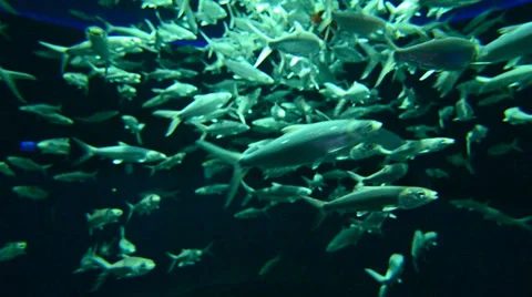 Shoal of fish in the blue water Stock Footage 35772964