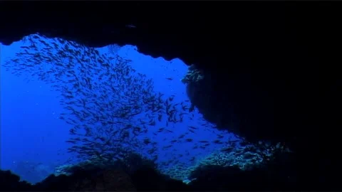 Shoal Of fish In A Cave Stock Footage 292843038