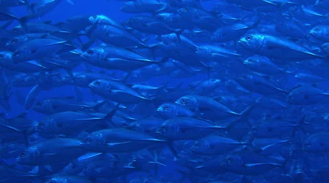 A shoal of fish in the deep blue of the Andaman Sea. Andaman Islands, India Stock Footage 41749327