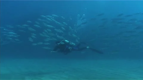 Shoal Of Fish With Diver Stock Footage 292843150