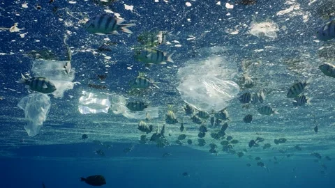 Shoal of fish feeds on surface of polluted water in fatty layer, swimming among Stock Footage 253638047