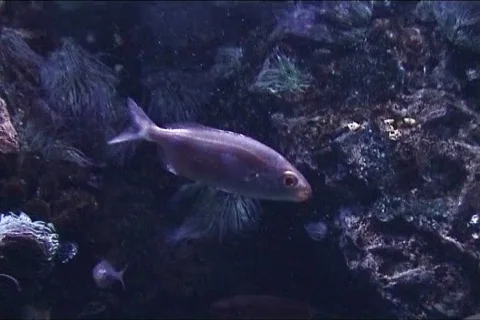 Shoal of fish Stock Footage 103911