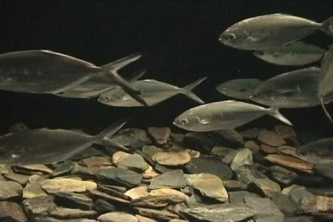 Shoal of Fish Stock Footage 113661