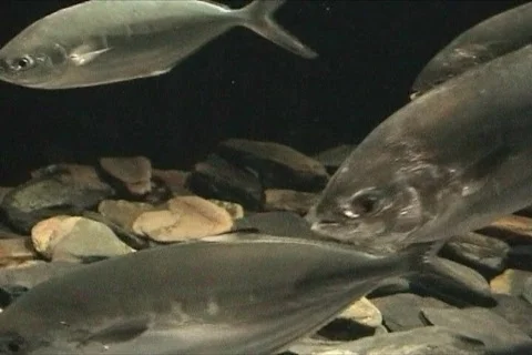 Shoal of Fish Stock Footage 113810