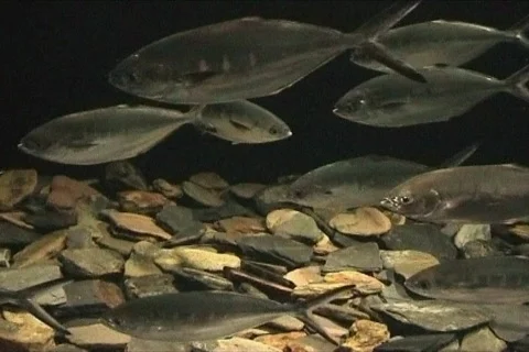 Shoal of Fish Stock Footage 113811