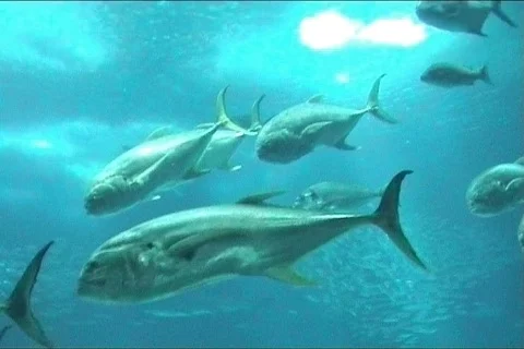 Shoal of fish Stock Footage 114144