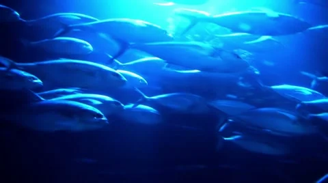 Shoal of fish Stock Footage 8848008