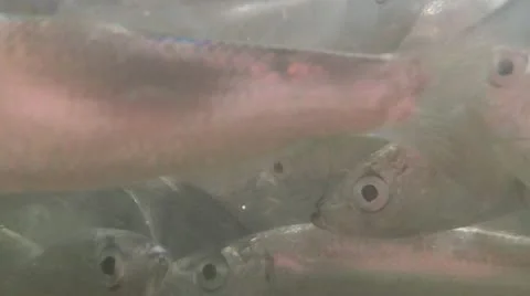 A Shoal Of Fish Vídeo Stock 11698398