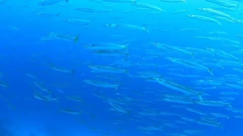 Shoal of Fish Stock Footage 21905341