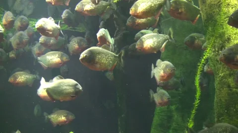 Shoal of fish Stock-Footage 39779707