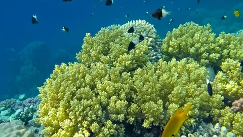 Shoal of fish Stock Footage 73812369