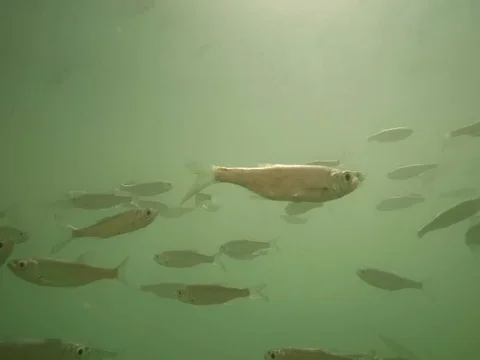 Shoal of fish. Stock Footage 77377696