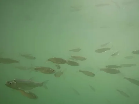 Shoal of fish. Stock Footage 77377722