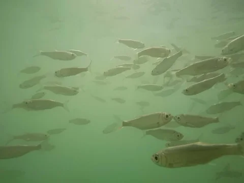Shoal of fish. Stock Footage 77377726