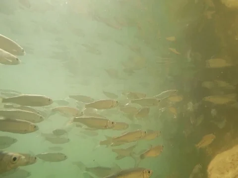 Shoal of fish. Stock-Footage 77377748