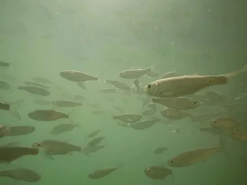 Shoal of fish. Stock Footage 77377757