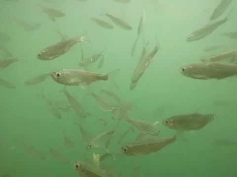 Shoal of fish. Stock Footage 77377770