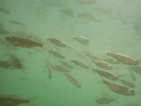 Shoal of fish. Stock Footage 77377793
