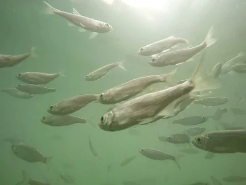 Shoal of fish. Stock Footage 77377800