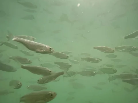 Shoal of fish. Stock Footage 77377887