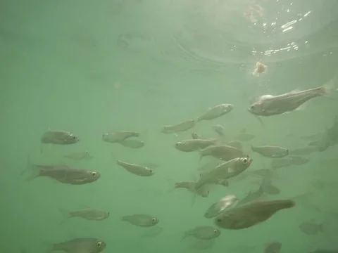 Shoal of fish. Stock Footage 77377891