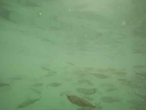 Shoal of fish. Stock Footage 77377913