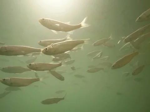 Shoal of fish. Stock-Footage 77378205