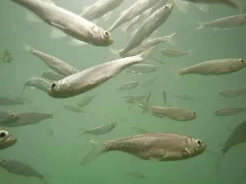 Shoal of fish. Stock Footage 77378217
