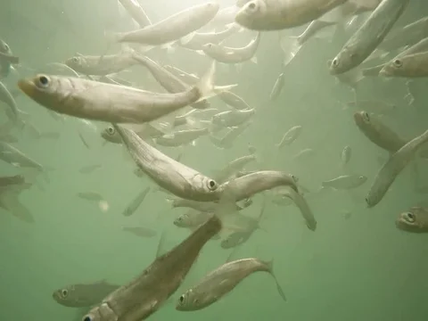 Shoal of fish. Stock Footage 77378394