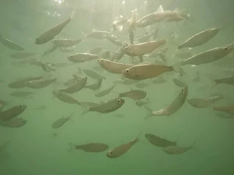 Shoal of fish. Stock Footage 77378497