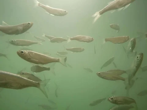 Shoal of fish. Stock Footage 77378508