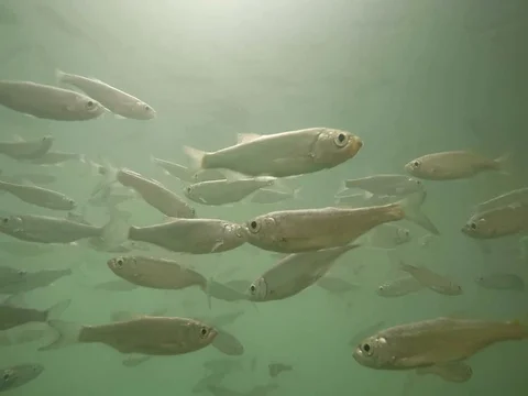 Shoal of fish. Stock-Footage 77378630