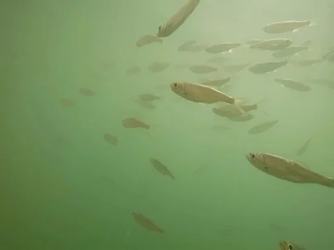 Shoal of fish. Stock Footage 77378733