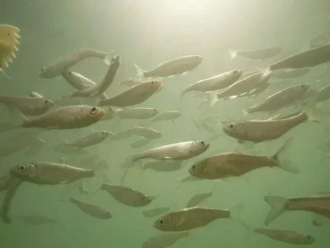 Shoal of fish. Stock-Footage 77378767