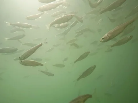 Shoal of fish. Stock Footage 77378885
