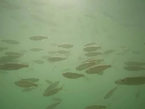 Shoal of fish. Stock Footage 77379039